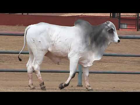 LOTE  244
