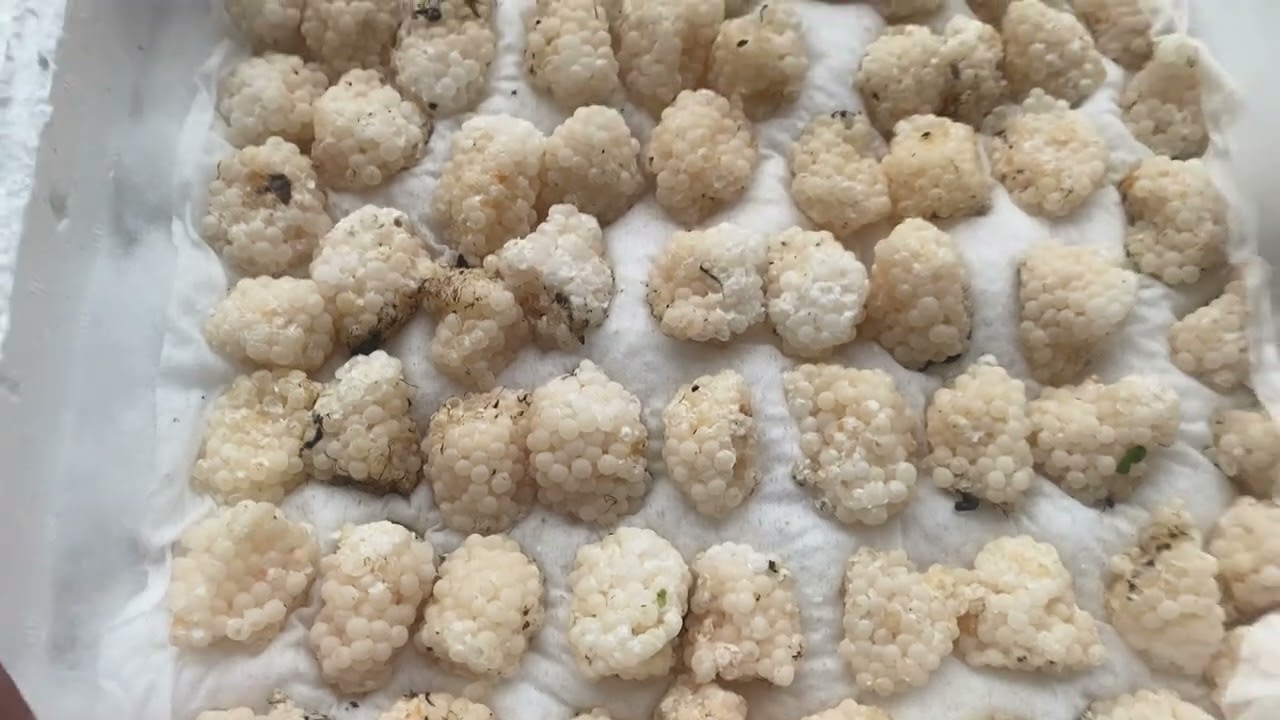 Trứng giống ốc giống alo e 0964886155