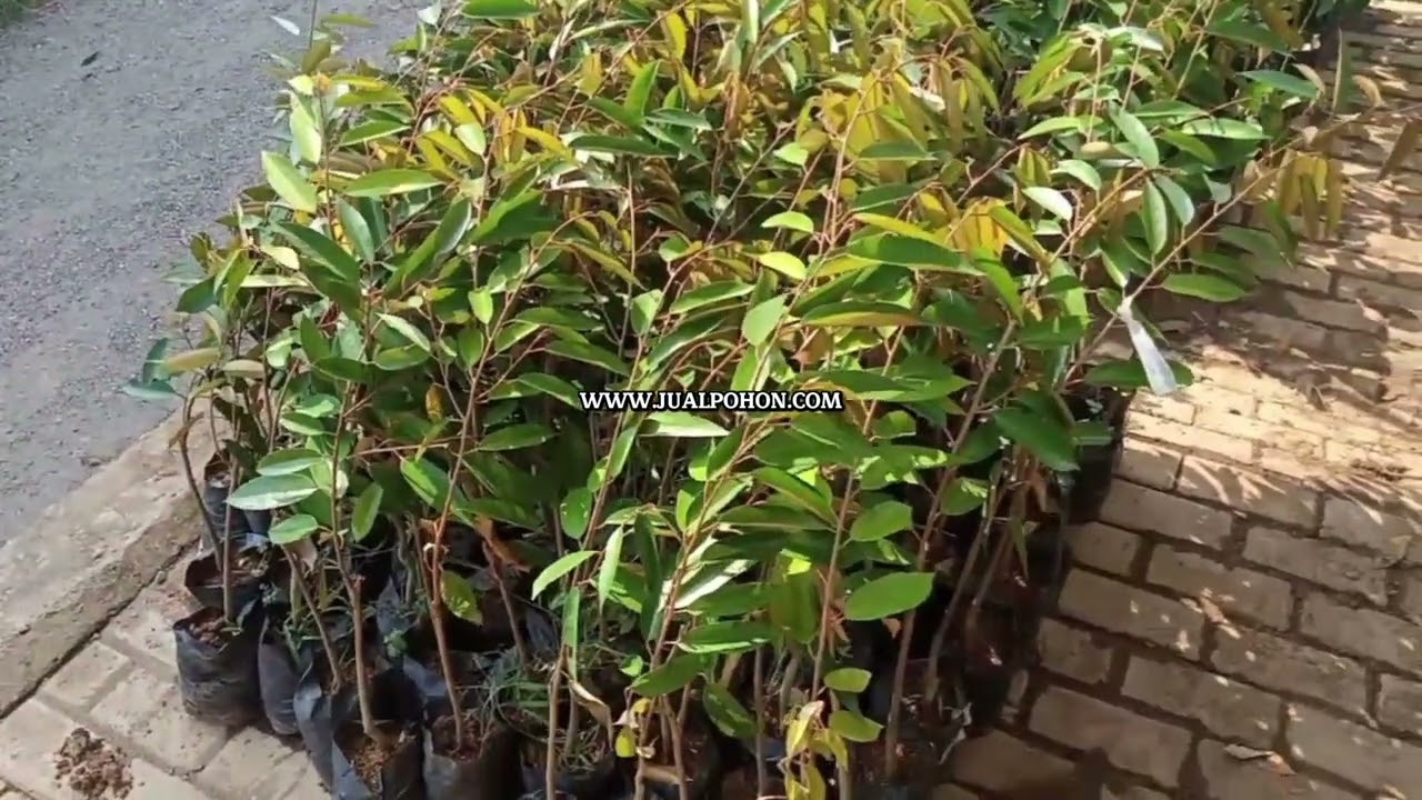 Dapatkan Bibit Durian Masmuar Langsung dari Kebun