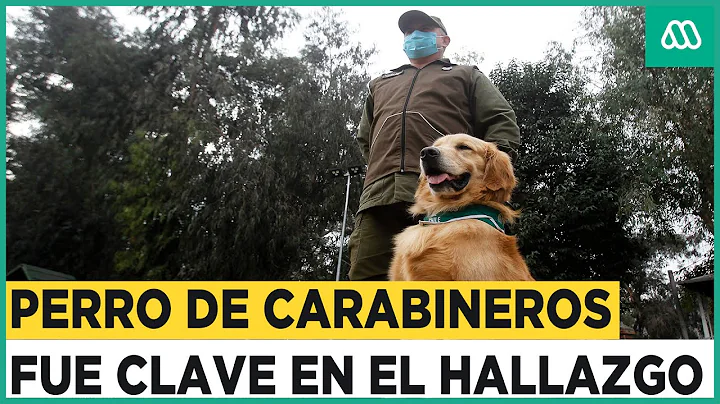 Simularon una mudanza para traficar droga: Perro de Carabineros fue clave en el hallazgo