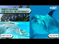 Are robot dolphins the future?  | More in Common
