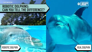 Are robot dolphins the future | More in Common