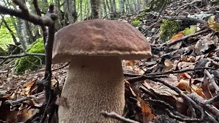 Hai mai visto funghi così? Porcini 2024