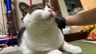 ママのブラッシングが大好きな息子猫