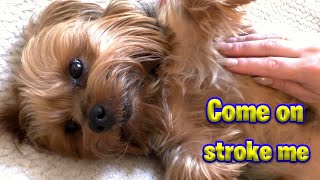 Yorkshire Terrier Finick demands to be stroked