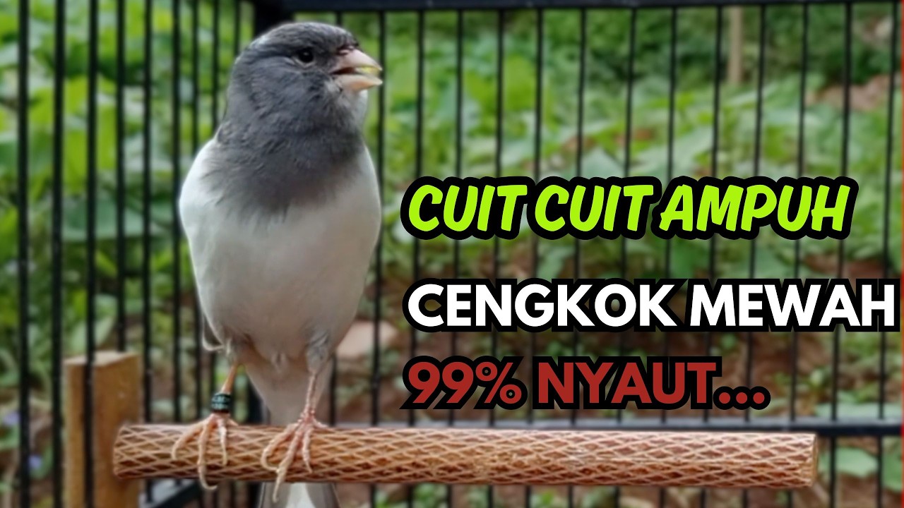 KENARI GACOR  Cuit CUIT BIRAHI SUARA Kenari MASTERAN TERBAIK UNTUK PANCINGAN & MASTERAN Kenari PAUD