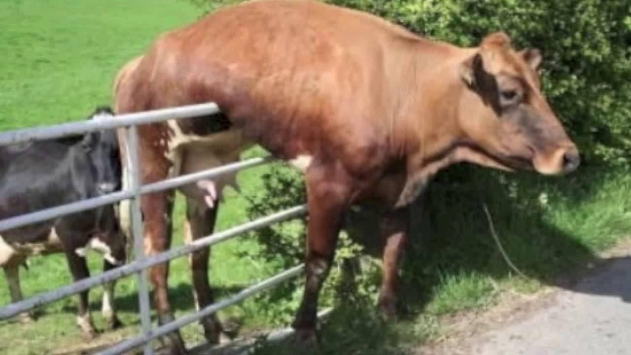  Crazy Cow  Chewing Grass MCM YouTube