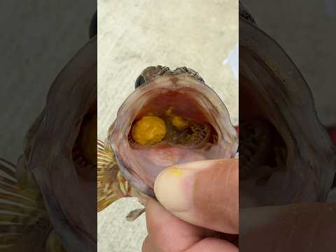 とんでもないモノを食べる魚 #shorts #short