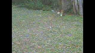 southern thunder exploding target with 7 MAG