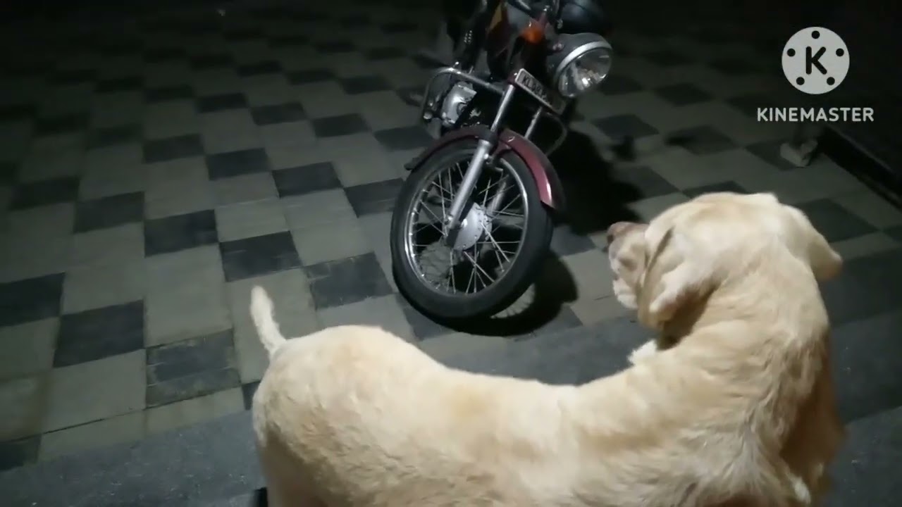 Labrador barking to the sound of christmascarols 