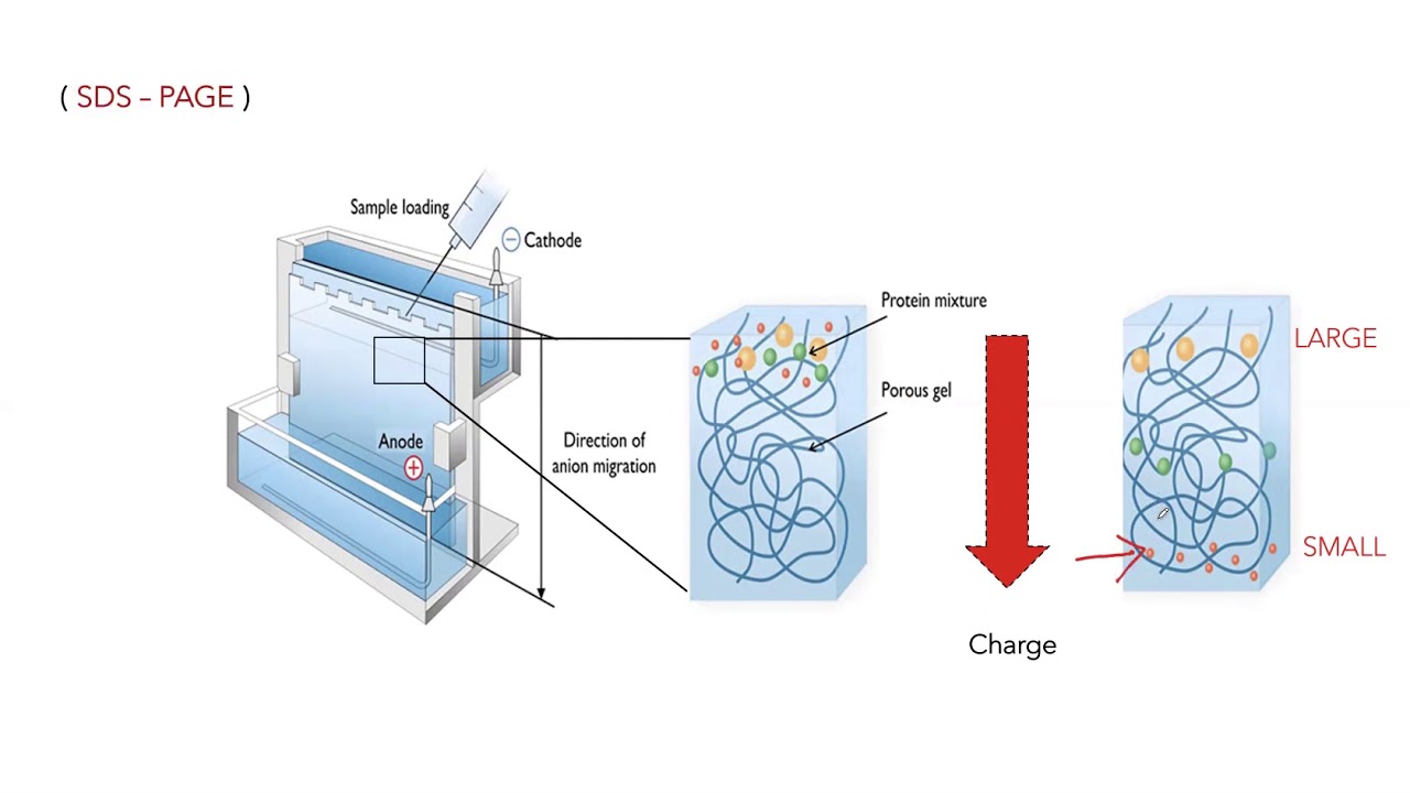 Final Gel electrophoresis and western blot video YouTube