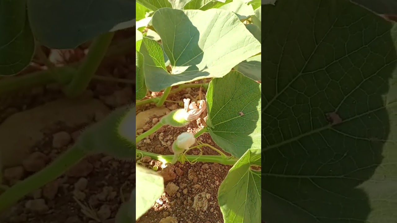 الأزهار المؤنثة والمذكرة في نبات اليقطين