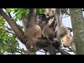 ときわ動物園 クモザル家族(spider monkey family)