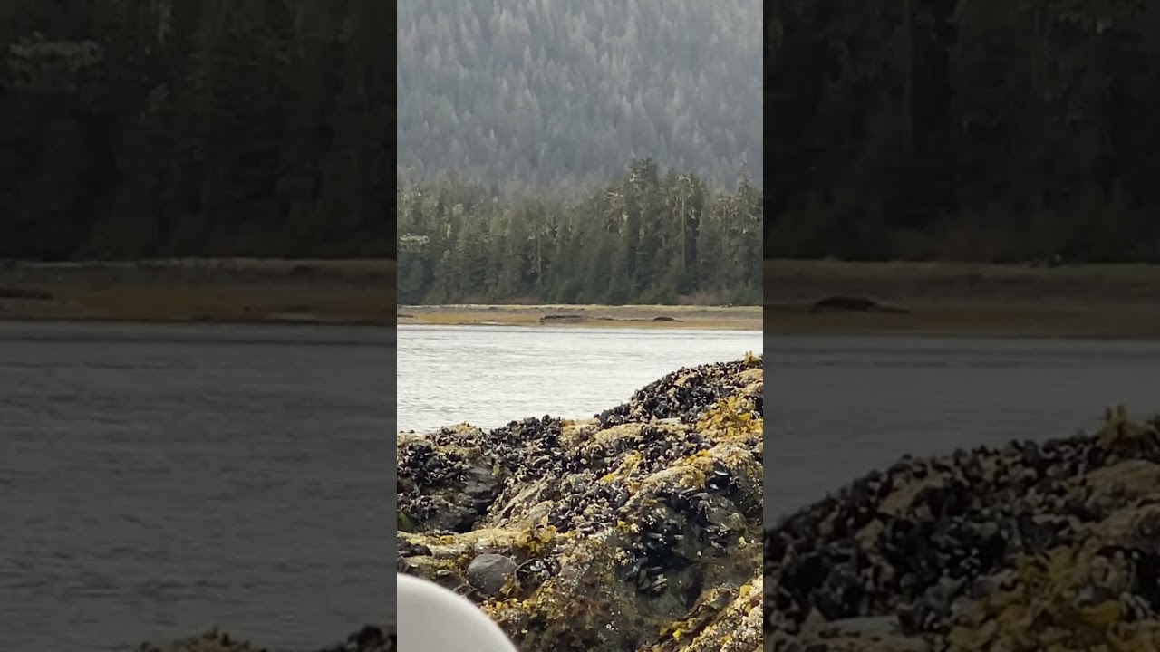 2023 Admiralty Island Brown Bear Hunt with Glacier Guides and Rusty and Todd!