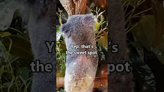 This Koala 🐨 Couldn’t Hold The Itch 😂