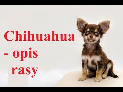 Wideo: Jakie Są Standardy Rasy Chihuahuahua