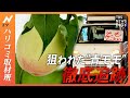 盗まれた収穫前の“青いモモ”　「路上販売団」「ベトナム食材店」「フリマサイト」など徹底追跡　“大根みたいな青いモモ”の不可解な流通経路「X社」とは｜TBS NEWS DIG
