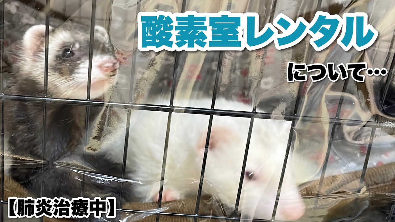 かずさま。酸素室カバー　オーダーページ ペット用酸素室のレンタル【自作カバー】【ferret#841】 - YouTube