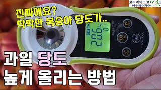 과수류 재배 - 당도 높게 올리기 (복숭아재배)