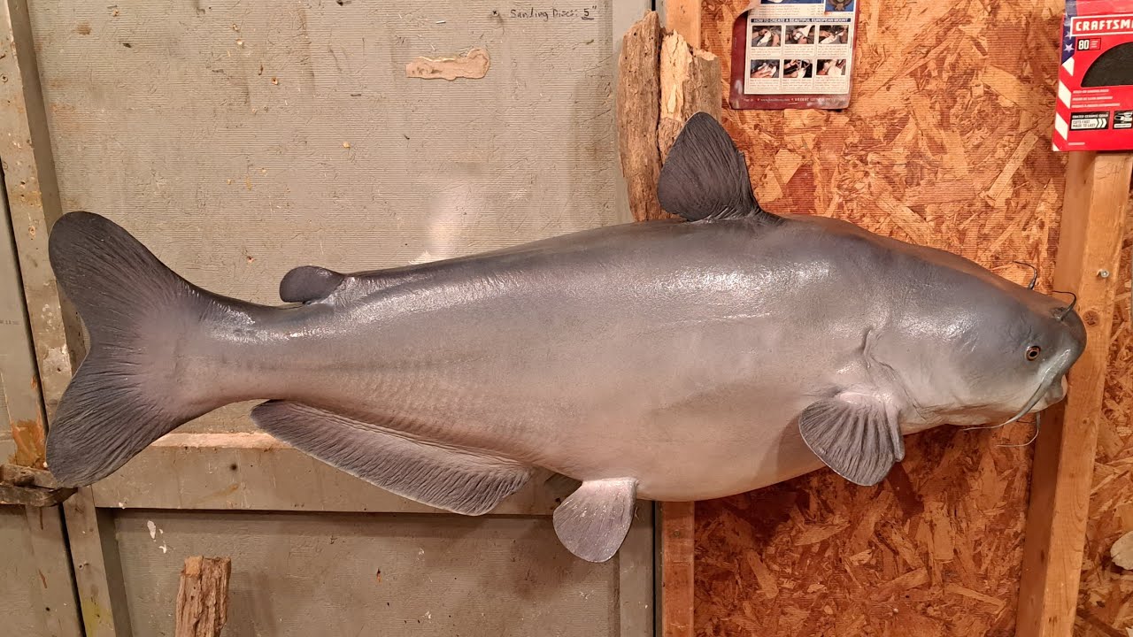 How to Paint a Blue Catfish Reproduction/Skin Mount YouTube