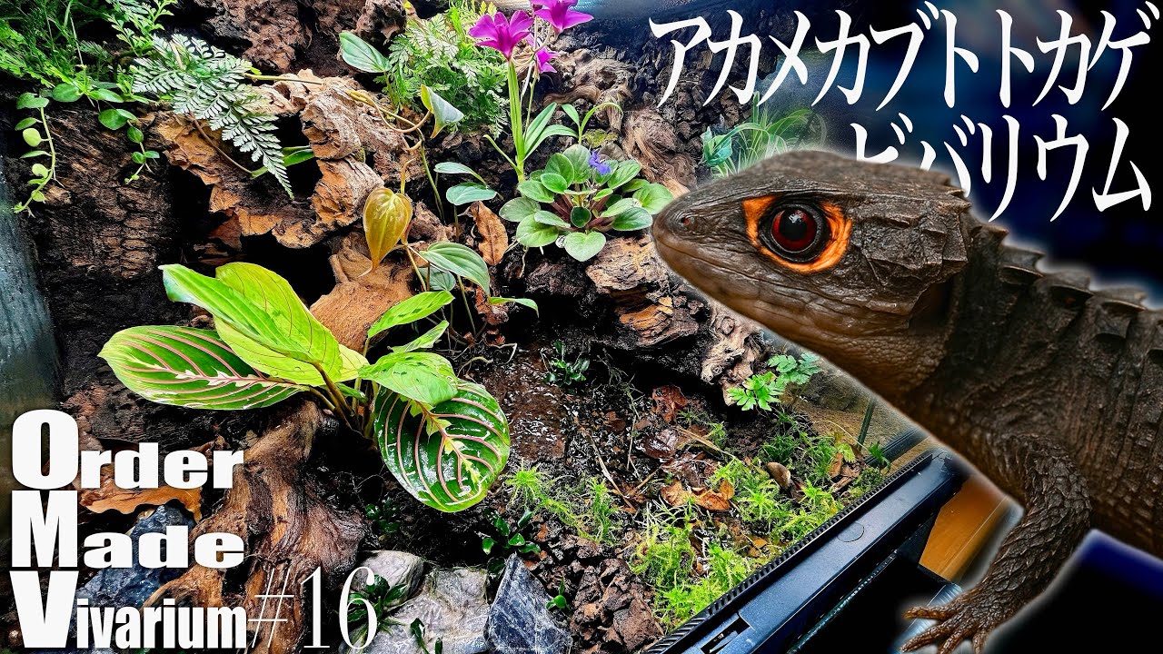 アカメカブトトカゲが暮らす水の流れるアクアテラリウムを作る！-Order Made Vivarium-