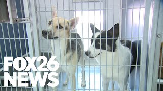 Two Dollar Tuesday: Fresno's furriest deal of the week hits Fresno Animal Center