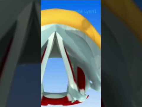 شكل ووظيفة لسان المزمار وقوة اهتزاز الاحبال الصوتية واتغلاقها وانفتحها 