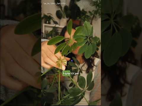 نبتة الشفليرا نبتة جميلة تعيش داخليا وخارجيا