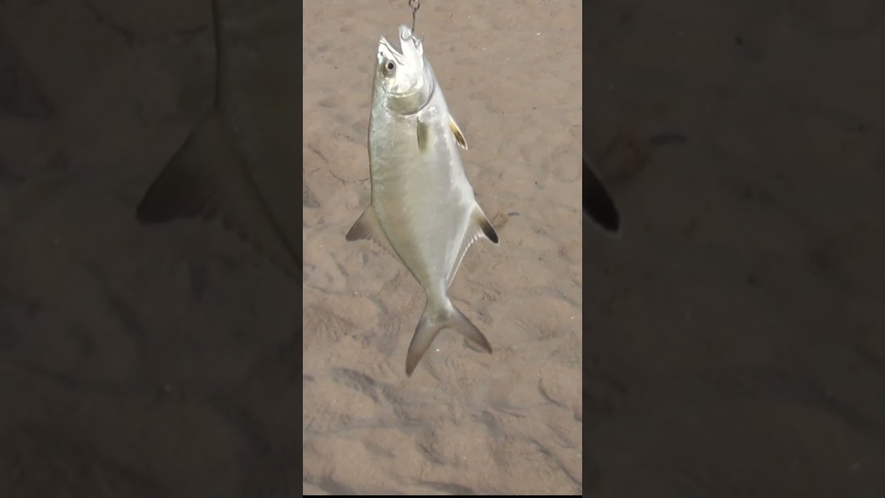 PESCA DE PALOMETON CAPTURA Y SUELTA,  LA LEYENDA EN VALENCIA, BLUEFISH  FISHING , THE FISHING LEGEND