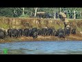 ELEPHANTS CLIMBING 30 FEET HIGH BANK OF DHANSIRI RIVER