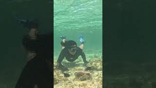 SNORKELING FUERTEVENTURA MAYO 2026 #snorkeling #freediving #marinelife #ocean #sea #fish #mar #peces