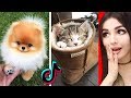 The CUTEST Animals On Tik Tok