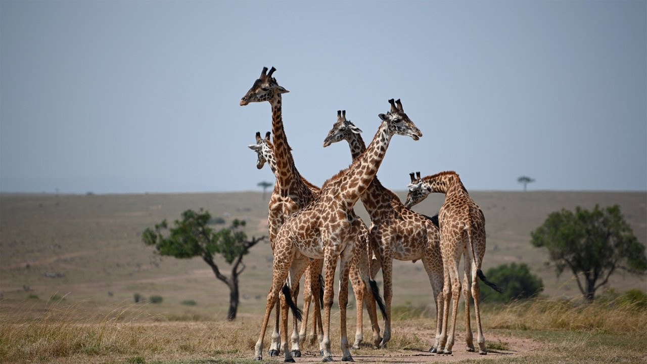 clips for crocs Giraffes Get Tangled During Hug