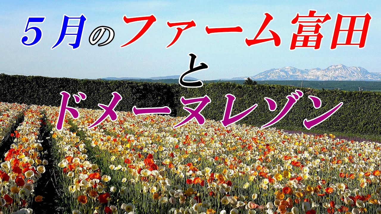 北海道 富良野】5月のファーム富田とドメーヌレゾン 4K - YouTube