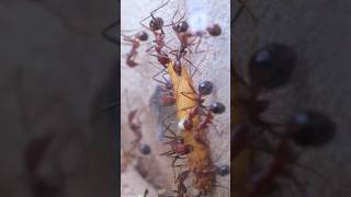 Ants Attack Mealworm🤯