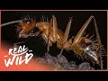 The Secret Life Of Insects (Wildlife Documentary) | Real Wild