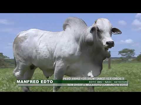 Lote 12   Manfred EDTO   EDTO 3862