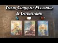 💕❤ Their Current Feelings & Intentions Towards You  💕❤ Pick A Card Love Reading