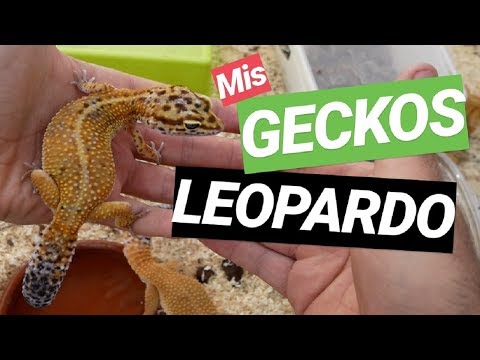 Vídeo: Gecko Leopardo - Raça De Répteis Eublepharis Macularius Hipoalergênico, Saúde E Expectativa De Vida