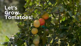 The Incredible All-America Selection Tomato You NEED to Try Next Season!