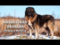 КАВКАЗСКАЯ ОВЧАРКА. Плюсы и минусы породы