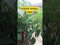 하루하루 작아지는 내꽈추 #개인택시