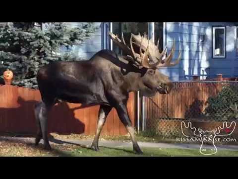 Moose on the Loose in Anchorage, Alaska