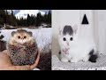 🐶Baby Dogs and Cats 😼Try Not to Laugh🤣 Compilation of the Cute and Funny Dog and Cat Videos 🔴 #29