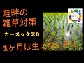 カーメックスで畦畔に雑草が生えなくなる!