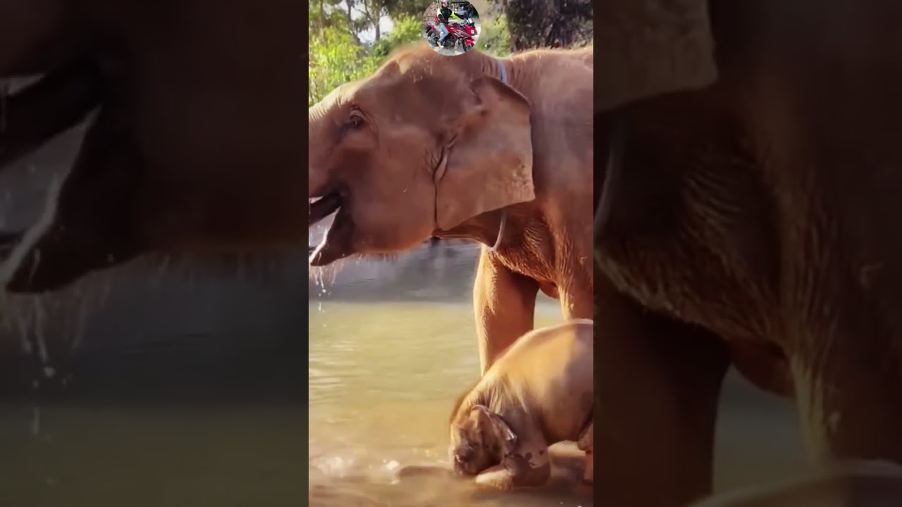 Elephant with baby water drinking moments 