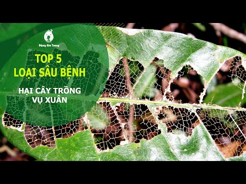 Video: Sâu hại thường gặp trên cây mía: Tìm hiểu về các loài bọ ăn cây mía