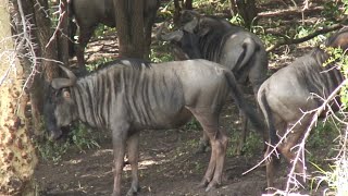 All Wildebeest, All the Time