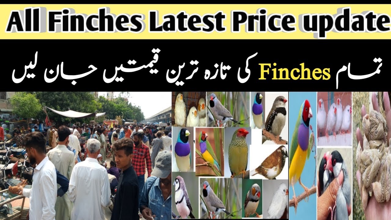 All Finches Latest Price update December 2024 | Java Finch, Gouldien ...