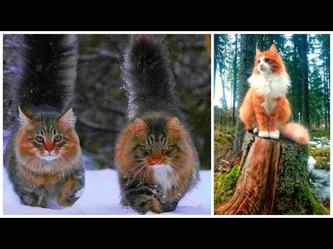 Vidéo: Norwegian Forest Cat - description, caractéristiques et faits intéressants